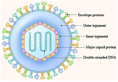 Multiple functions of the herpesvirus UL14 gene product in viral infection